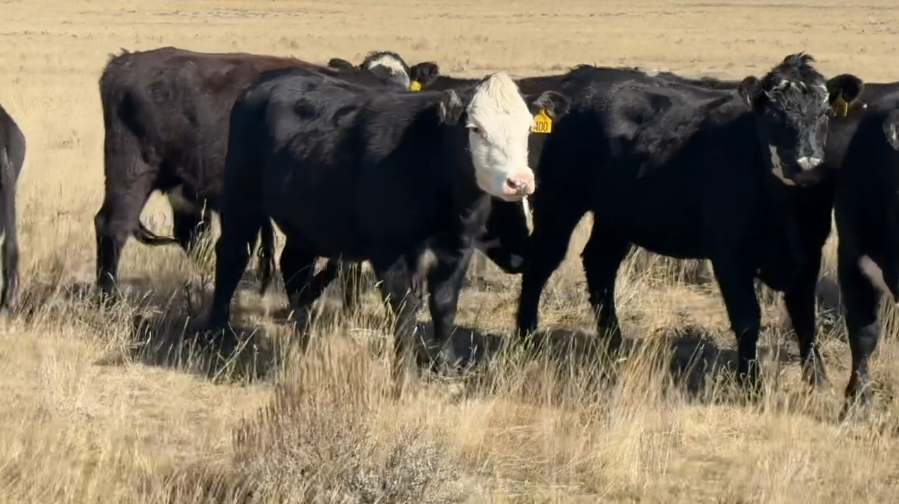 All Black White Face, 950 LBS, March – May Calvers.- BH1031A5